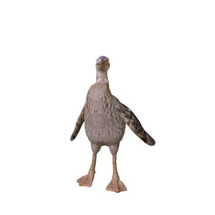 Brown Duck thumbnail