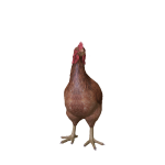 Brown Chicken