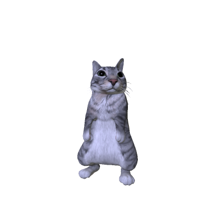 staring cat