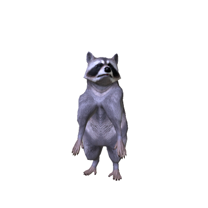 Realistic Raccoon