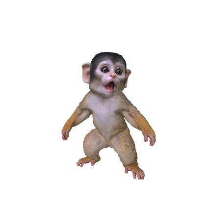 Baby Monkey