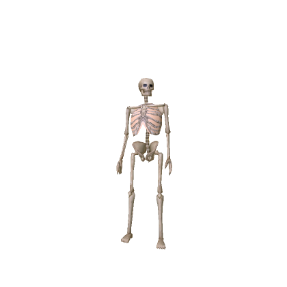 Skeleton