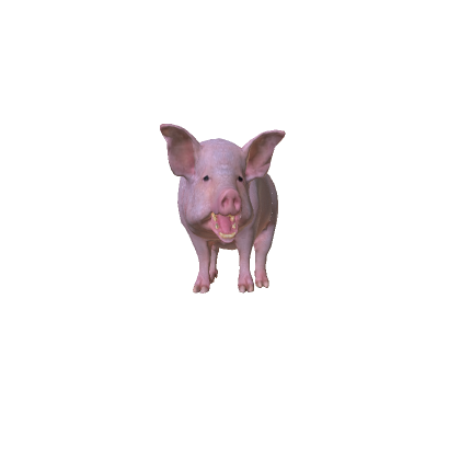 pig