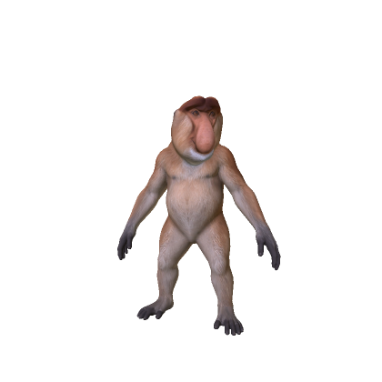 Proboscis Monkey