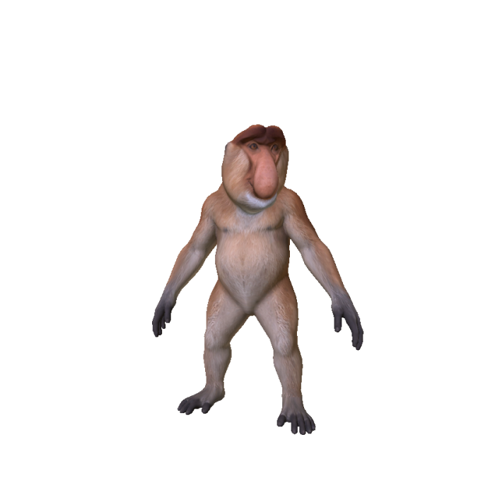 Proboscis Monkey
