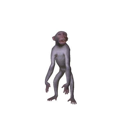 Macaque Monkey
