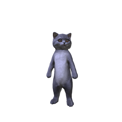British Shorthair Kitten