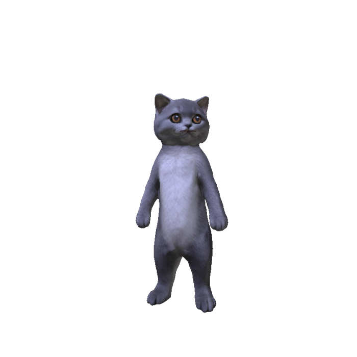 British Shorthair Kitten