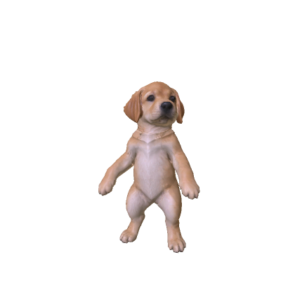 Labrador Puppy
