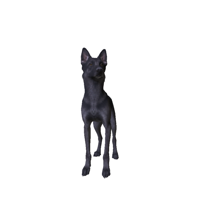 German Shepherd