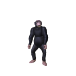 Chimpanzee
