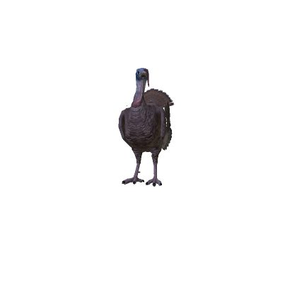 Mini Turkey