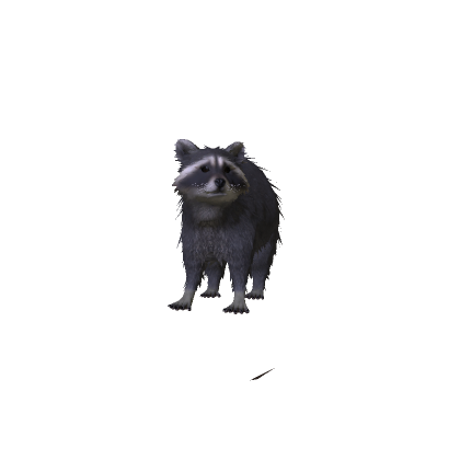 The Raccoon