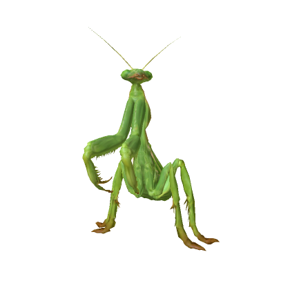 prey mantis
