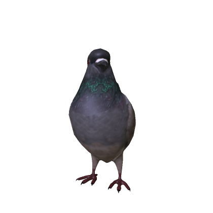 Realistic Pigeon
