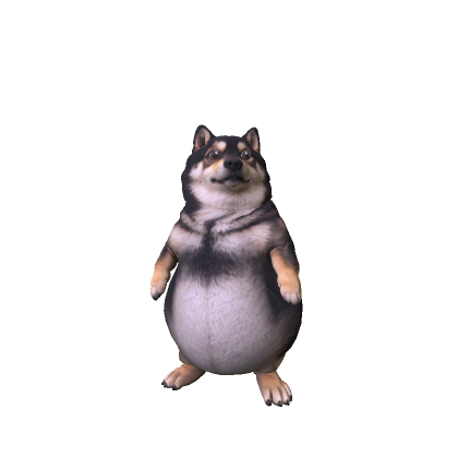 Chubby Shiba