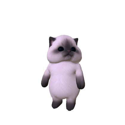 Chubby Cheeked Kitten