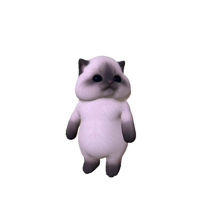 Chubby Cheeked Kitten