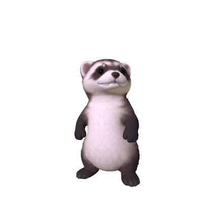 Ferret