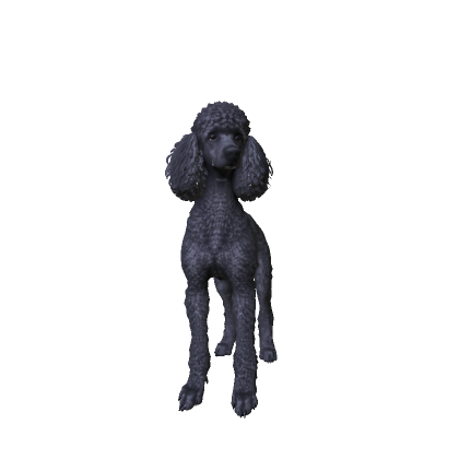 Poodle