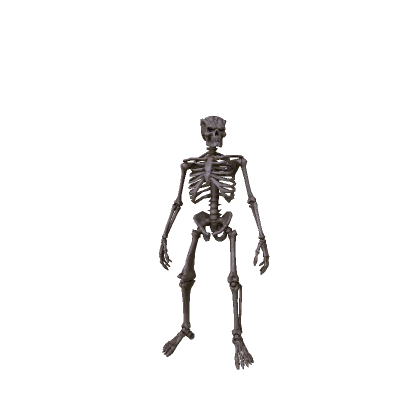 Skeleton