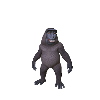 Little Smiling Monkey 🐵