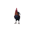 Rooster ( Red )