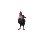 Rooster (Black)