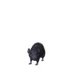 The Rat
