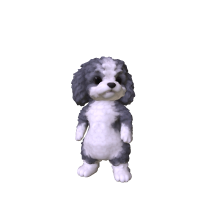 Little Poodle Puppy