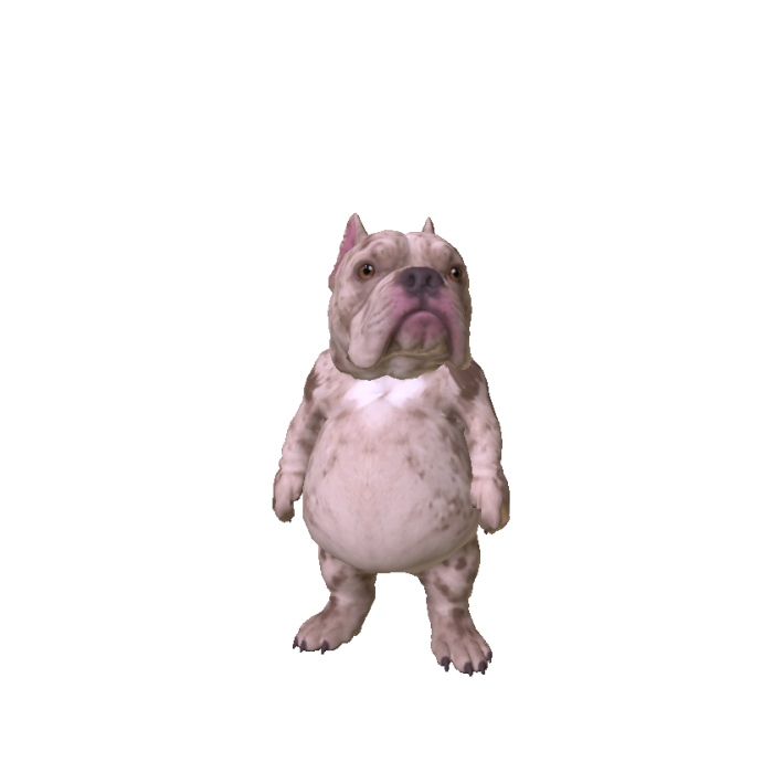 Chubby Bulldog