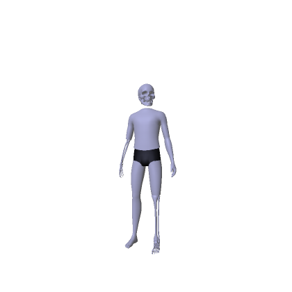 Half Skeleton