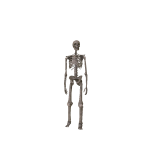 Skeleton