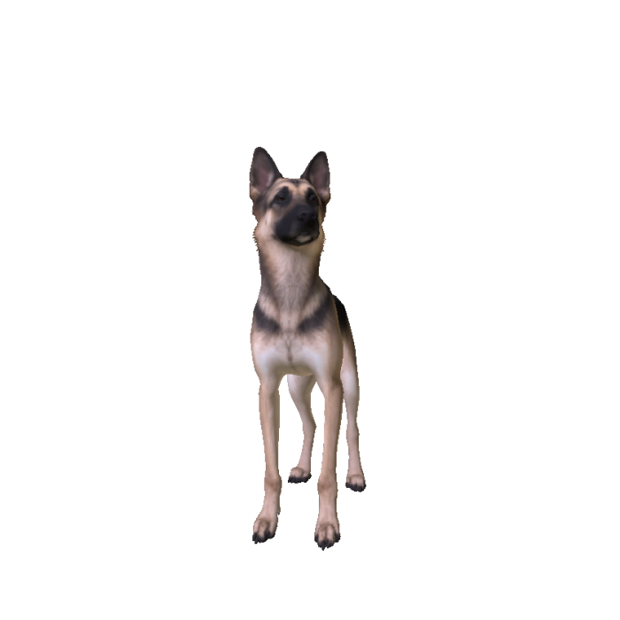 German Shepherd