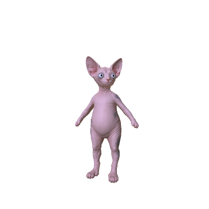 Hairless Sphynx Cat_v2b
