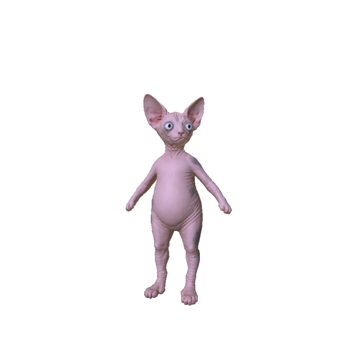 Hairless Sphynx Cat_v2b