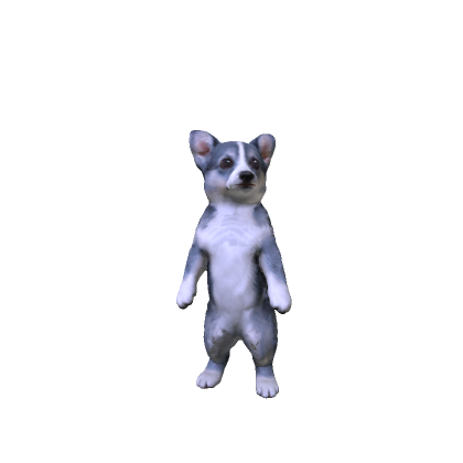 Grey Corgi