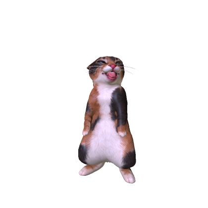 Calico Rigby Cat