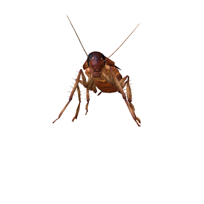 cockroach small