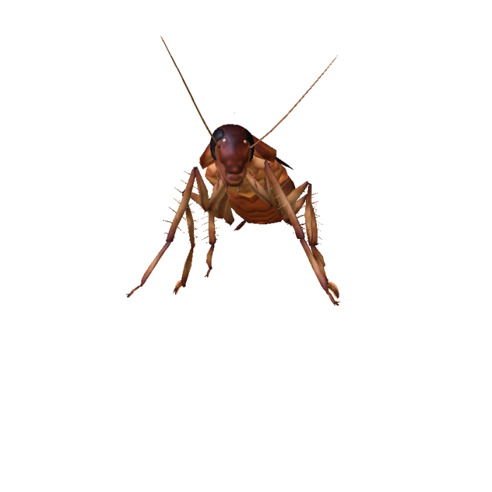 cockroach small
