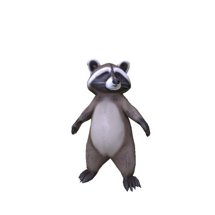 Cute Small Racoon