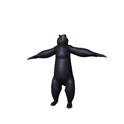Bear Vincent