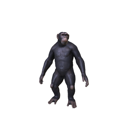 Chimp