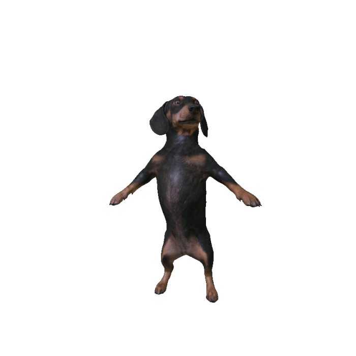 Perro Salchicha R15