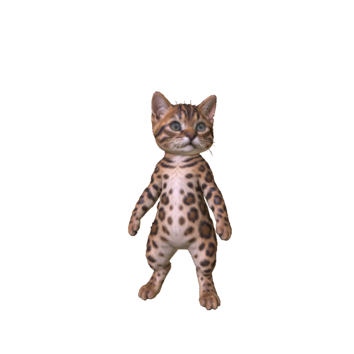 Bengal Cat
