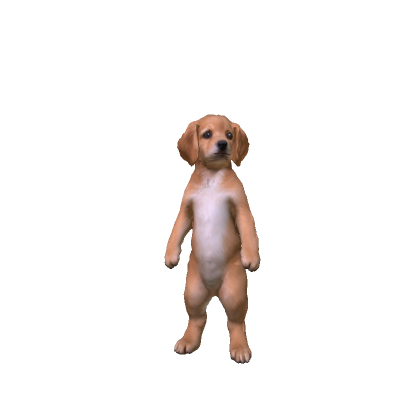 Golden Retriever Puppy