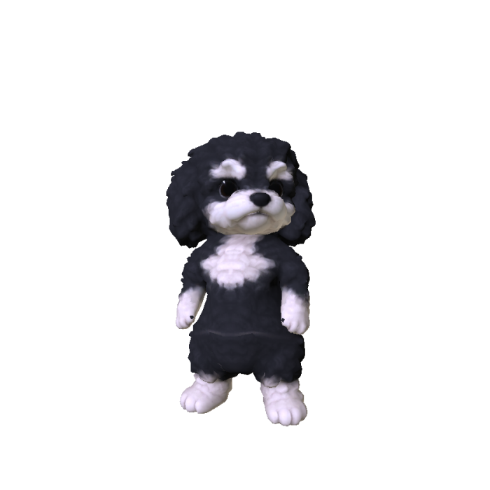 Little Poodle Puppy