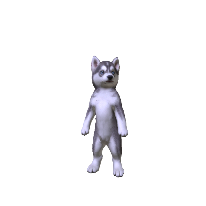 Husky Puppy