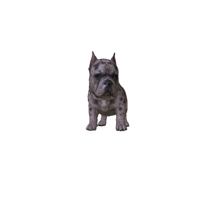 Mini Cute Pitbull thumbnail