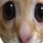 @ailurophi1e